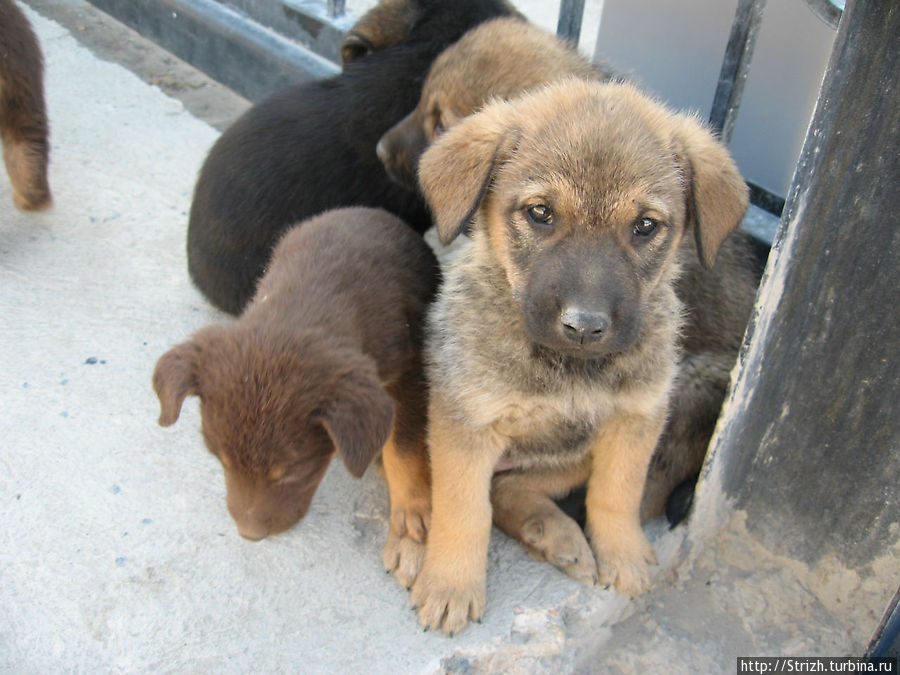 Клевые щенки в Ласпи Балаклава, Россия
