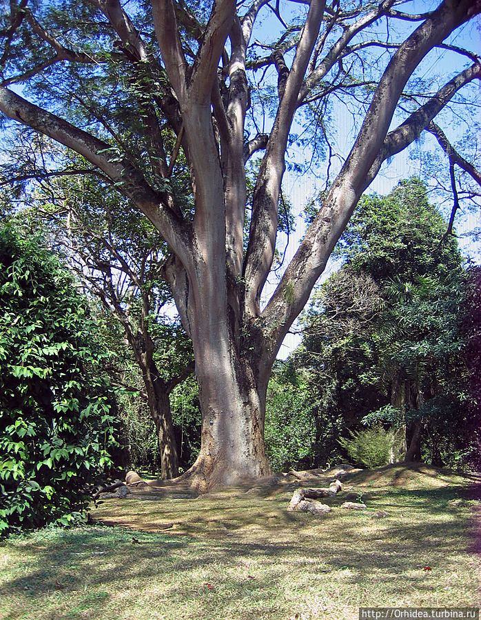 Королевский ботанический сад — райский уголок около Канди Перадения, Шри-Ланка