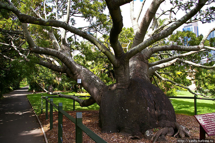 Бутылочное дерево в ботаническом саду Сидней, Австралия