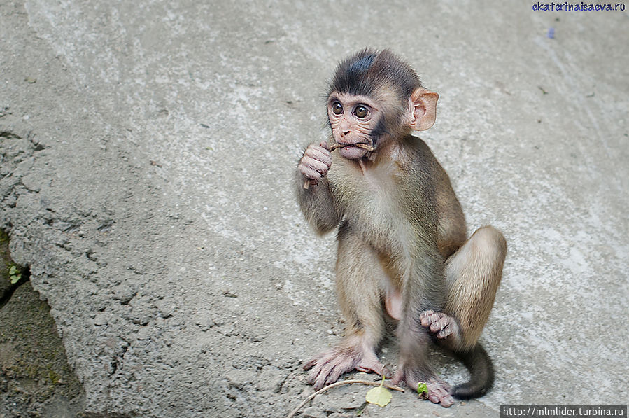 Обезьянья Ступа в Катманду Обезьянья Ступа в Катманду