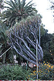 Драконово дерево (Dracaena draco) в  парке города Санта Крус.