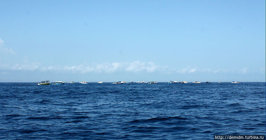Вот как это действо: несколько десятков лодок в открытом море, а между ними акулы и люди. Канкун, Мексика