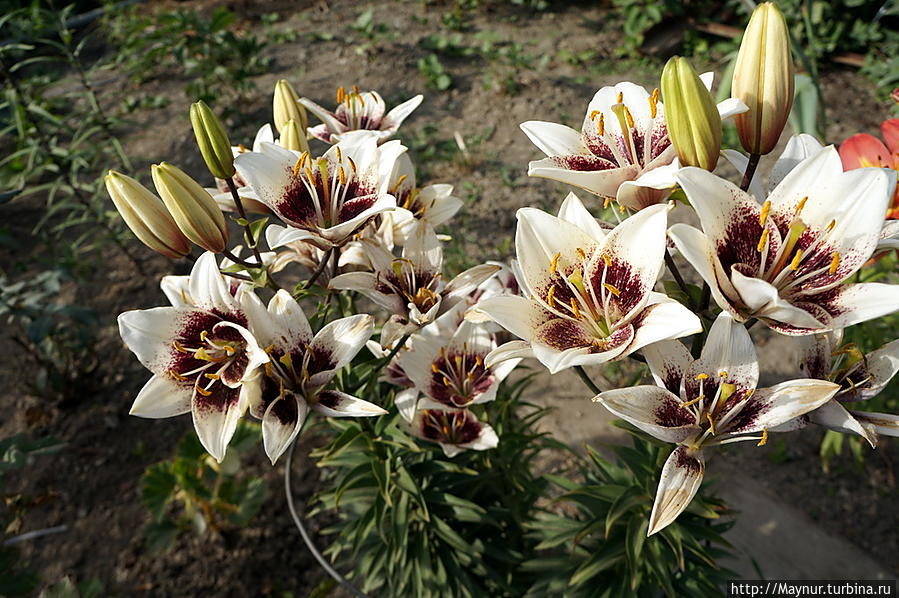 Цветок    с    загадочным    числом    три Южно-Сахалинск, Россия