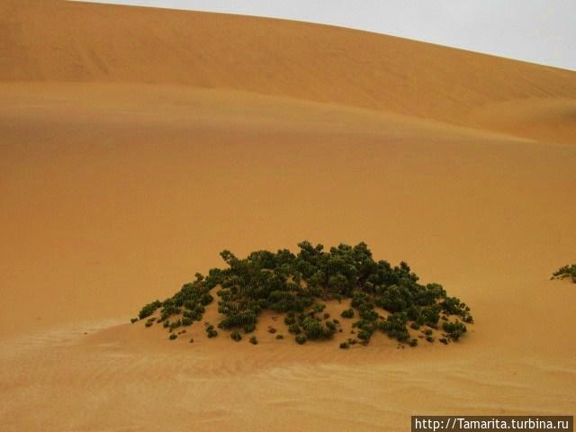Удивительным образом толстянки выживают среди суровых песков. Свакопмунд, Намибия
