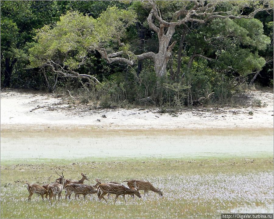 Национальный парк Уилпатту в 30 километрах от Анурадхапуры был организован в 1938 году для защиты саванных лесов. Уилпатту Национальный Парк, Шри-Ланка