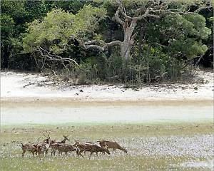Национальный парк Уилпатту в 30 километрах от Анурадхапуры был организован в 1938 году для защиты саванных лесов.