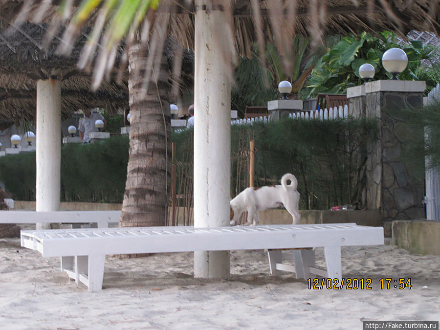 Бедный пес застрял лапой в лежаке Бедный пес застрял лапой в лежаке