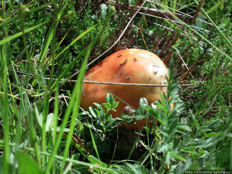 Грибам — место в блоге Ишгль, Австрия Грибам — место в блоге Ишгль, Австрия