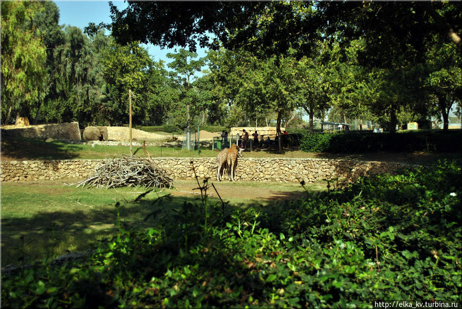 Как в природе — жирафы соседствуют со слоном Рамат-Ган, Израиль