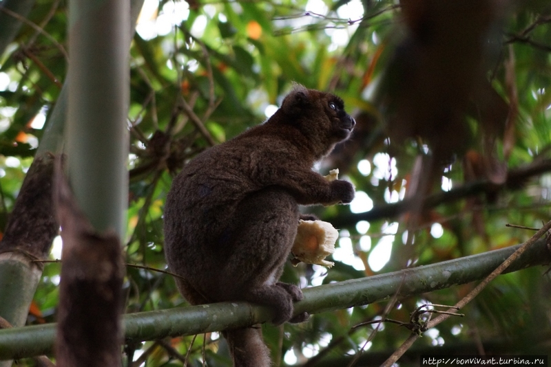 Бамбуковый лемур Мадагаскар