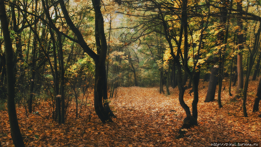 И осень, в кроткий лес входя,  как бы молчит пред аналоем Теплице, Чехия