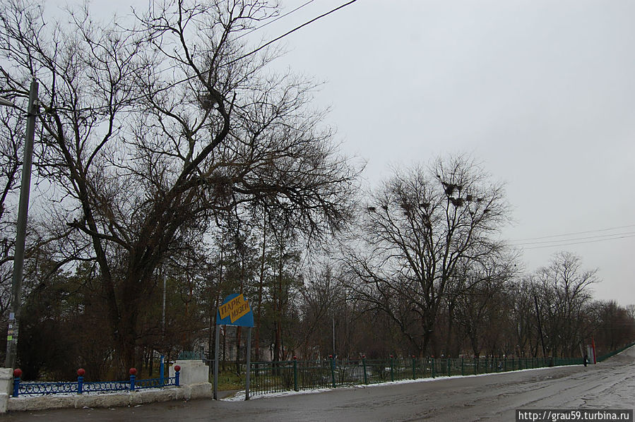 Грачиные гнёзда на деревьях есть и в настоящее время Аткарск, Россия