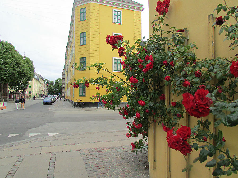 Повсюду цветы! На клумбах, подоконниках, фасадах домов Копенгаген, Дания