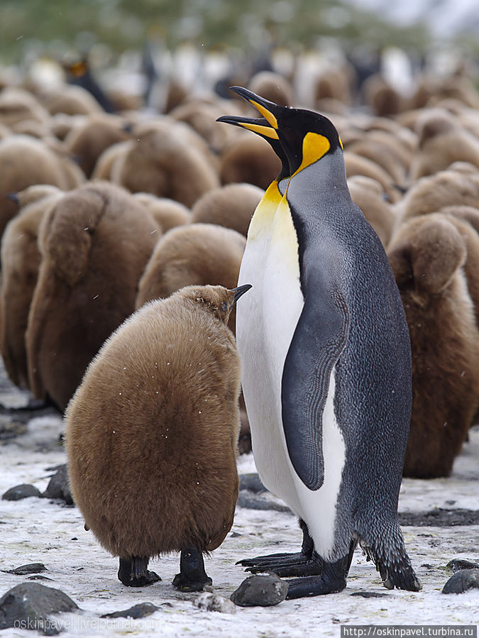 пришли пингвины к непингвину 
и окружили с всех сторон 
на лицах их попеременно 
то омерзение то грусть