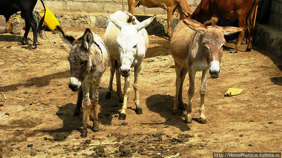 На водопое в Зула На водопое в Зула