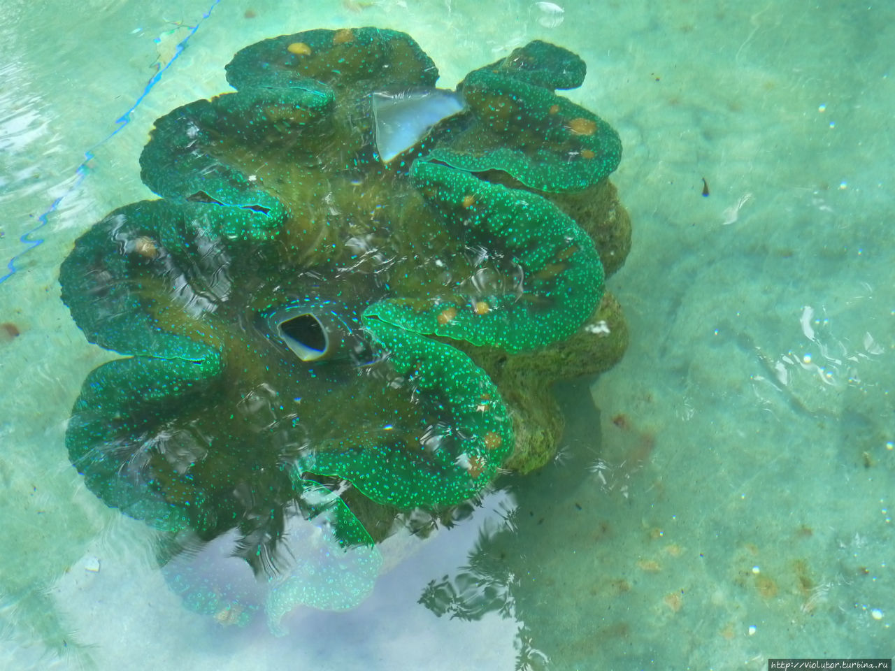Камигин. Ферма гигантских моллюсков Остров Камигин, Филиппины