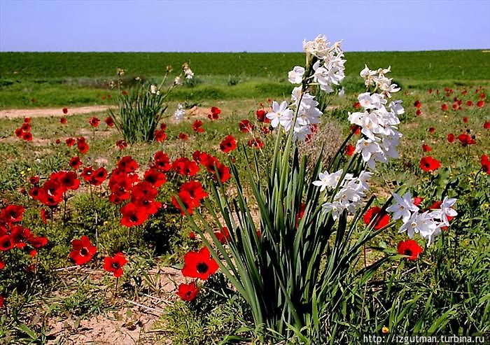 Негев цветет! Южный округ, Израиль