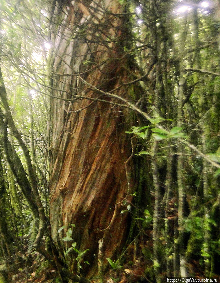 Колонны необхватных деревьев, закрученные по спирали, особенно выделялись на фоне мелкого редколесья Остров Минданао, Филиппины