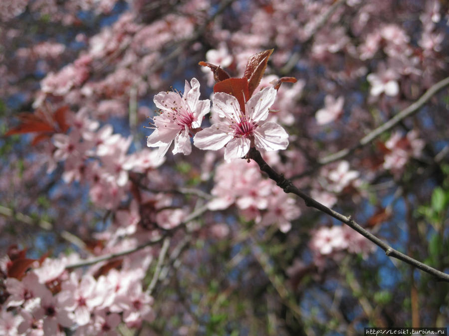 Хевиз - озеро розовых лилий и город цветущих садов