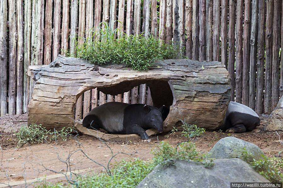 Спящие ТАПИРЫ. Спящие ТАПИРЫ.