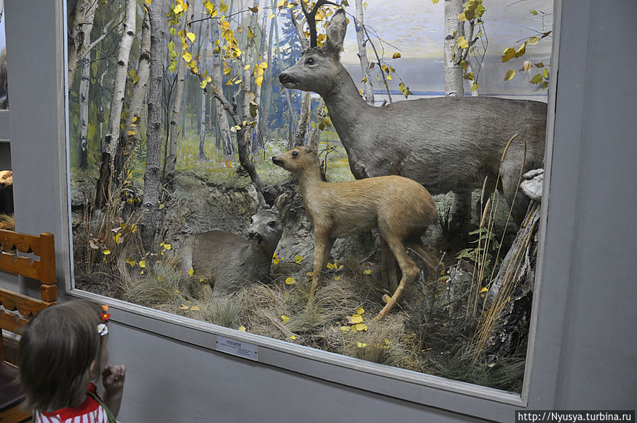 В первый раз — в музей природы Ярославль, Россия