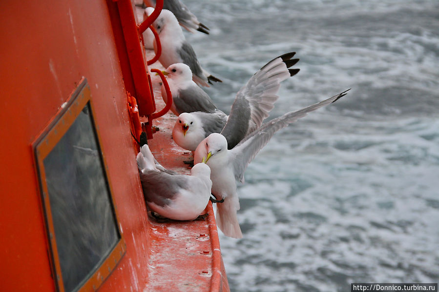 Сколько стоит место под солнцем? Земля Франца-Иосифа архипелаг, Россия Сколько стоит место под солнцем? Земля Франца-Иосифа архипелаг, Россия