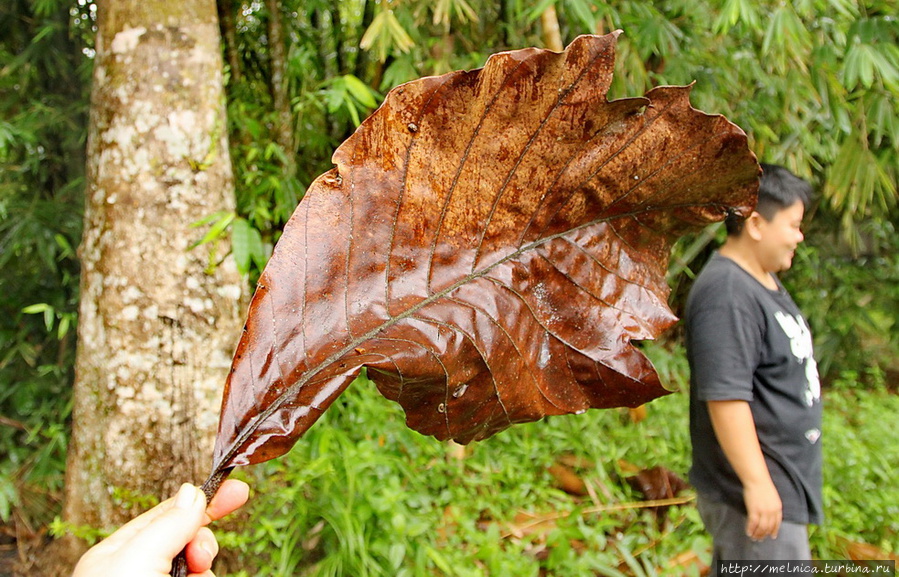Опять нашла листочечек... узнать бы название  дерева... Кучинг, Малайзия
