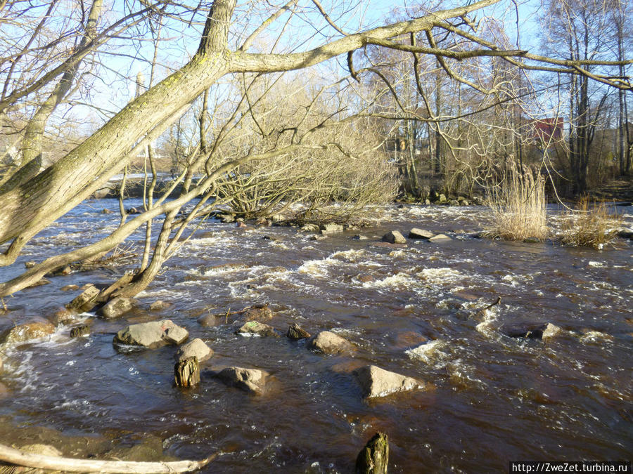 Под соснами Северной Ривьеры Сестрорецк, Россия Под соснами Северной Ривьеры Сестрорецк, Россия