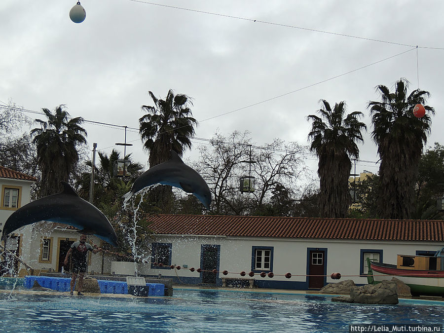 Ocean Show Portugues или Дельфинотерапия. Лиссабон, Португалия Ocean Show Portugues или Дельфинотерапия. Лиссабон, Португалия