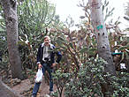 Экзотический сад особенно богат кактусами. Их здесь более 700 видов.