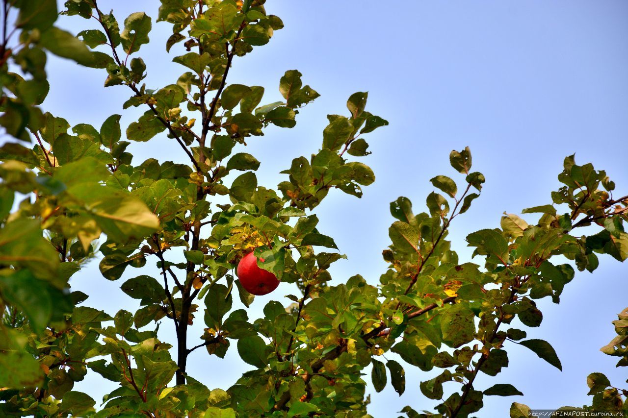 Осень. Зарянка. Родственные души Москва и Московская область, Россия Осень. Зарянка. Родственные души Москва и Московская область, Россия