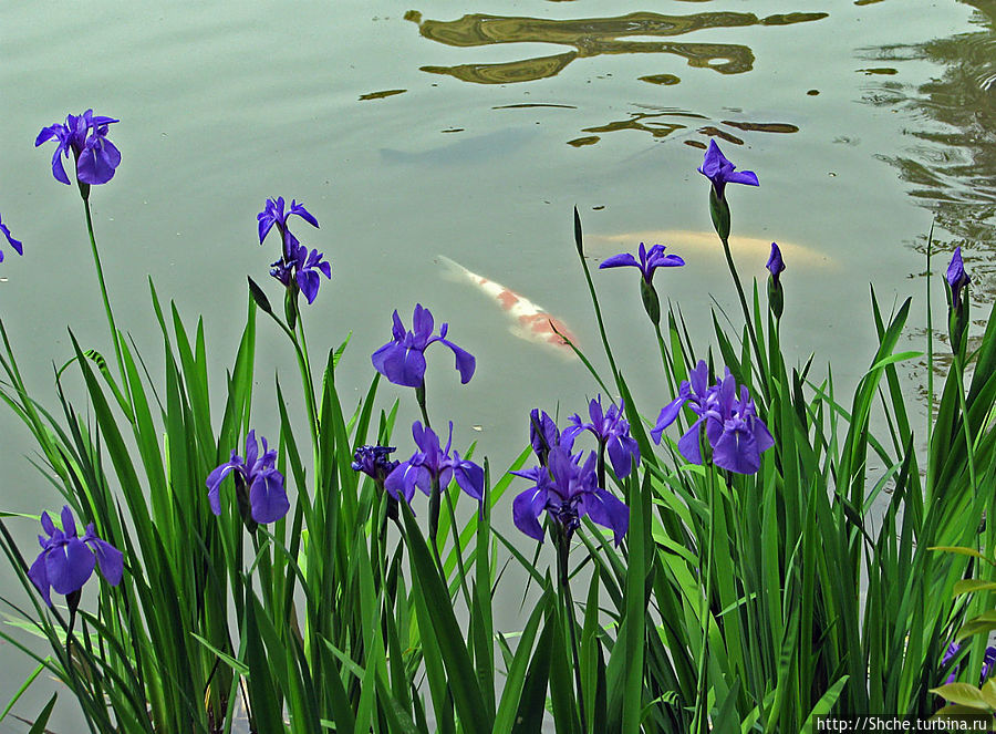 В озере крупные кои... В озере крупные кои...
