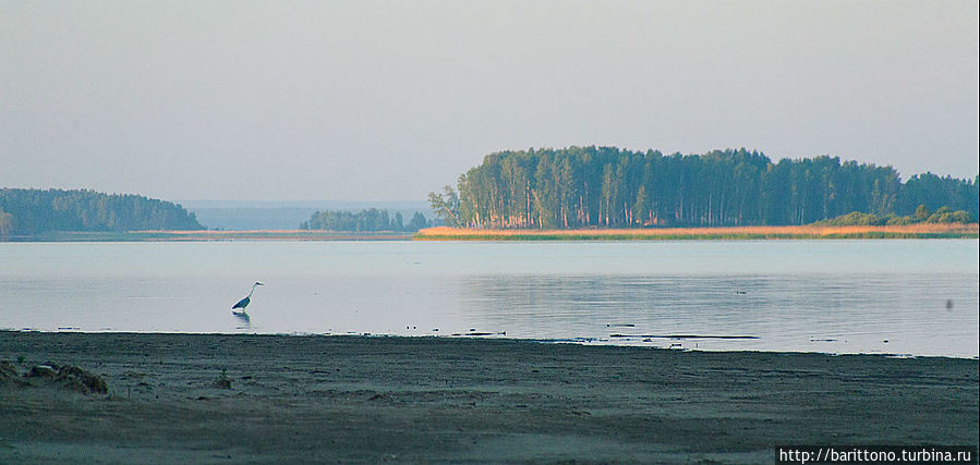 Кажись цапля. Кажись цапля.