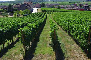Виноградные плантации стройными рядами.