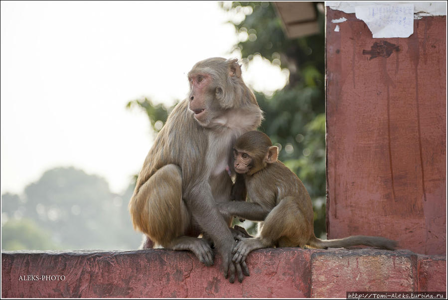 У входа в форт нас встретили обезьяны и навязчивые местные гиды. И те и другие очень неплохо имеют с многочисленных туристов, посещающих Красный форт. С этой шустрой парочкой мы еще пообщаемся более тесно на обратном пути. Ведь какая Индия без обезьян? Агра, Индия