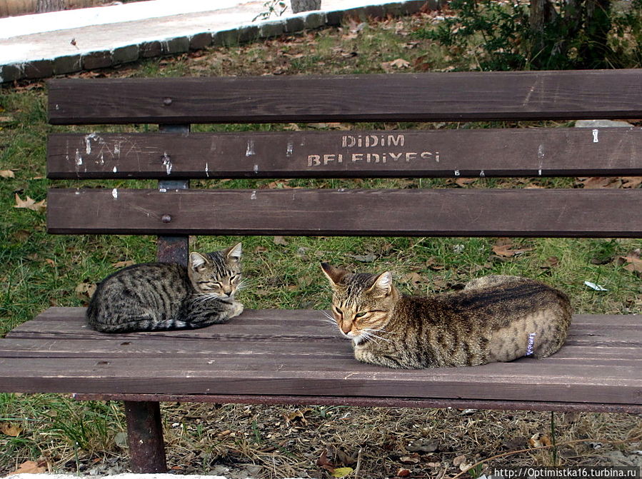 Дидим в конце октября Дидим, Турция Дидим в конце октября Дидим, Турция