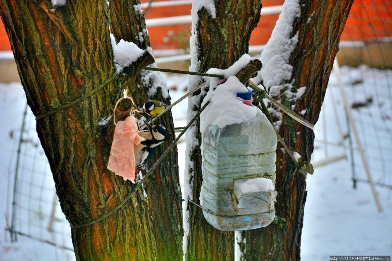 Зима. Пёстрый дятел Москва и Московская область, Россия Зима. Пёстрый дятел Москва и Московская область, Россия