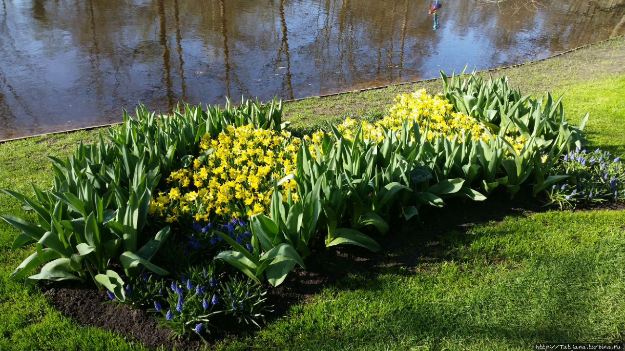 Весна в Голландии  в   парке Keukenhof Лиссе, Нидерланды