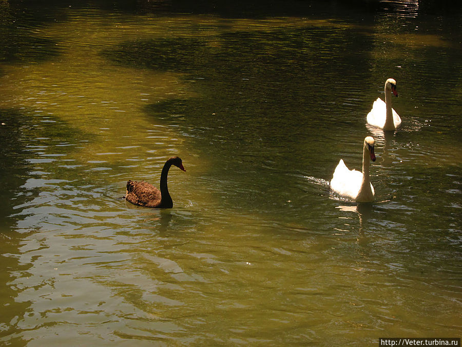 Первым делом, встретили чудесных лебедей в небольшом пруду. Новый Афон, Абхазия