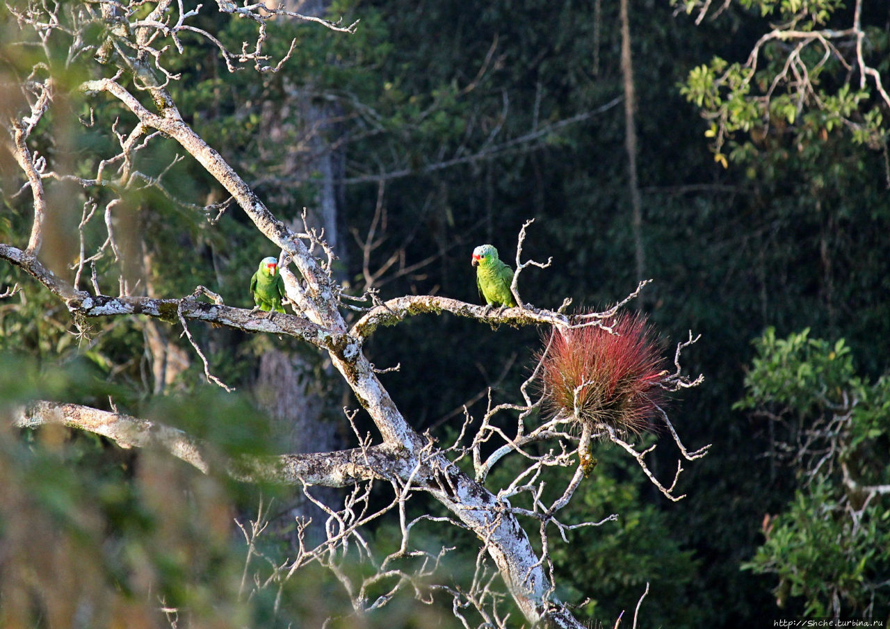 Над древним Тикалем забрезжил рассвет Тикаль Национальный Парк, Гватемала