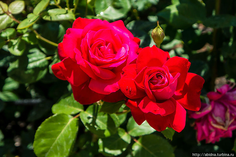 Миллион, миллион болгарских роз Свети-Влас, Болгария