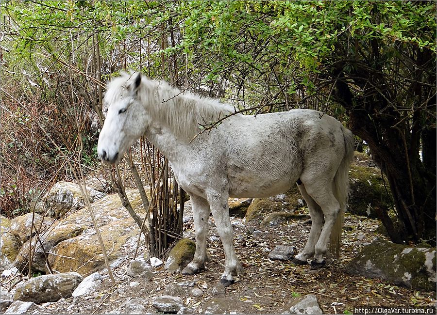 Живой мир Непала: планета белых лошадей Лангтанг, Непал