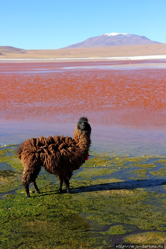 Салар де Уюни. День 1. Разноцветные лагуны, ламы, гейзеры Уюни, Боливия