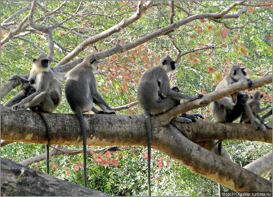 Лесные братья. Целая стая лангуров порадовала нас в городском парке Анурадхапуры Анурадхапура, Шри-Ланка