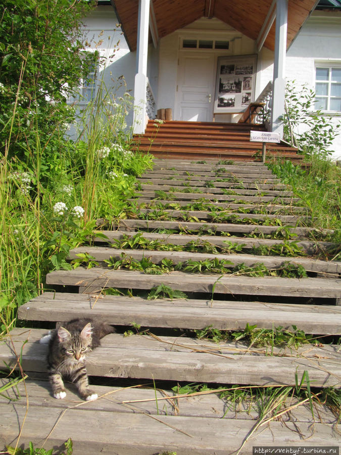 Котёнок у Братского корпуса. Мурманская область, Россия