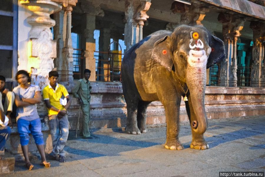 На территории храма живет слониха, по имени Лакшми. Хампи, Индия
