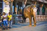 На территории храма живет слониха, по имени Лакшми.