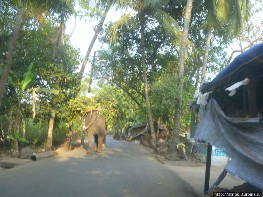 Гоа. Купи слона и фото из корзины Панаджи, Индия