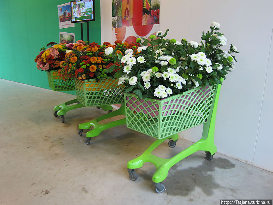 Выставка цветов в Голландии 