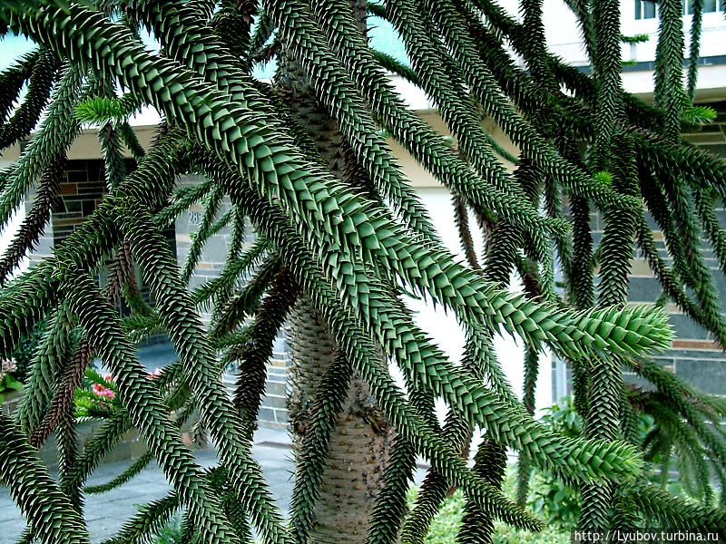 Чудо дерево Брюссель, Бельгия Чудо дерево Брюссель, Бельгия
